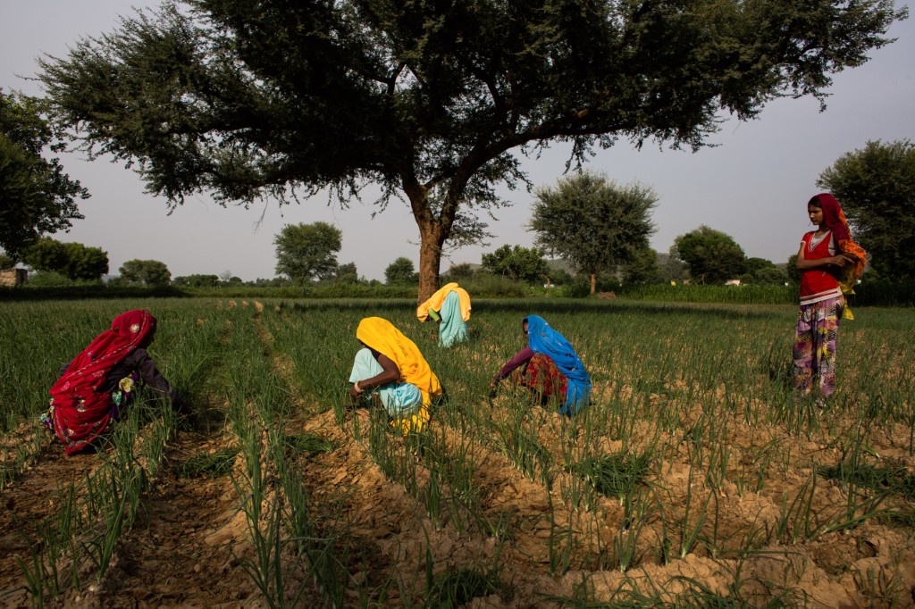 Onion export taxes to curb skyrocketing inflation in India