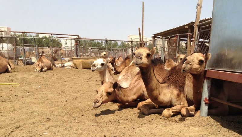 ""اكتشف فيروس انفلونزا الابل في السعودية اول مرة عام 2012