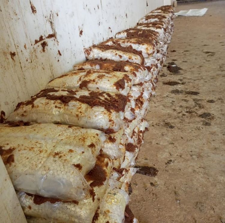 ""حبوب الكبتاغون مخبأة "بطريقة احترافية" داخل عجينة تمر