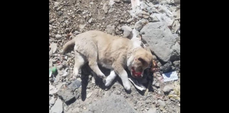 ""جيفة كلب كان احد ضحايا مصاصة دماء صنعاء