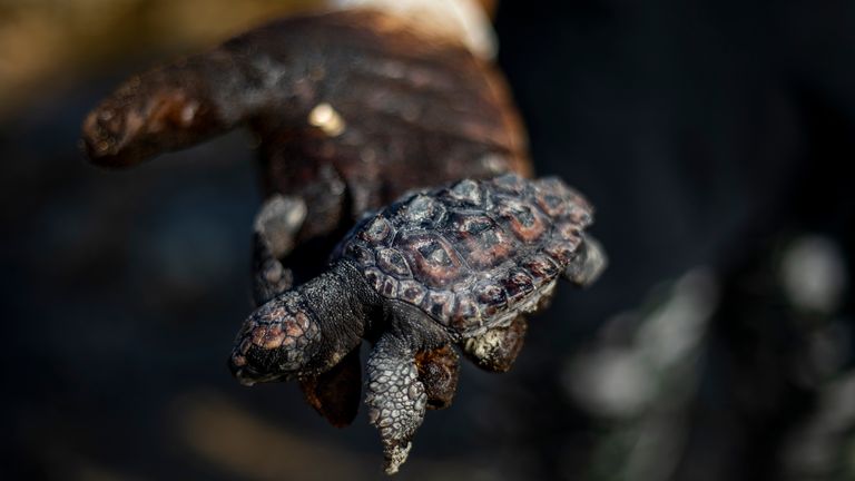 ""سلحفاة مغطاة بالقطران جرا ء التسرب النفطي على شواطئ اسرائيل