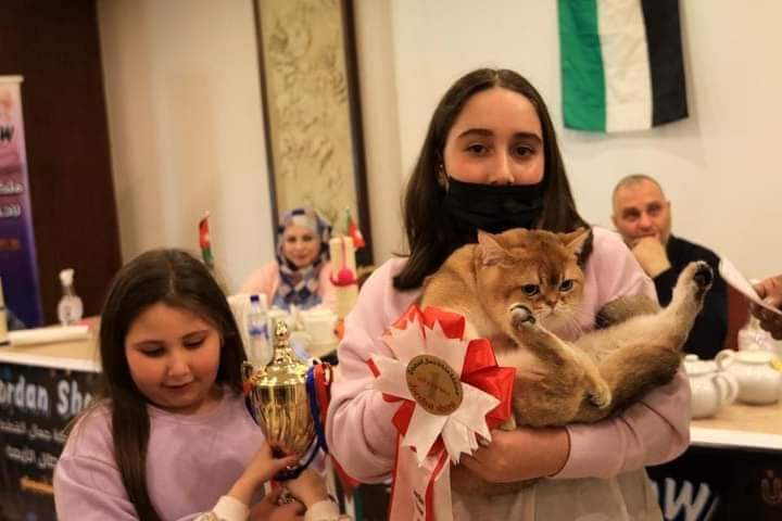 مسابقة ملكة جمال القطط في الأردن