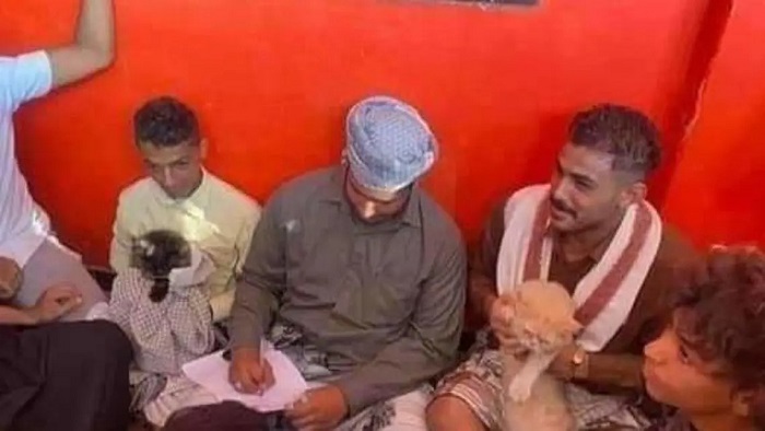 عقد قران قط وقطة في اليمن 
