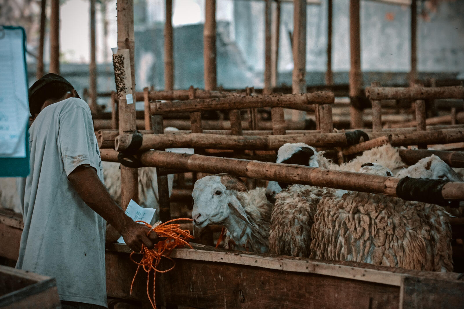 سوق الماشية الذي أقيم استعدادا لعيد الأضحى في يوجياكارتا، إندونيسيا خلال السنوات السابقة.