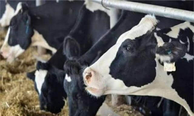 تفسير حلم البقرة الصغيرة