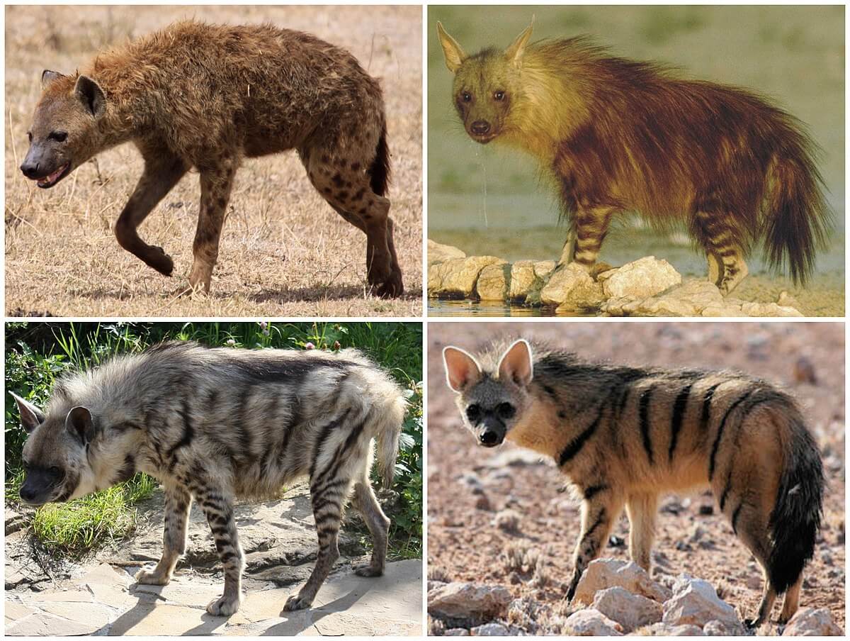 تفسير حلم الضباع الكثيرة