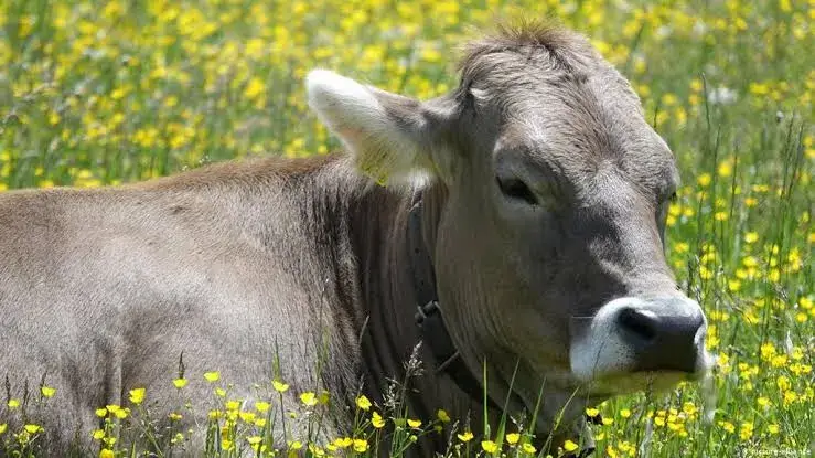 تفسير رؤية البقرة تهاجمني في المنام