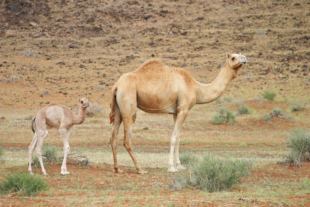 camel
