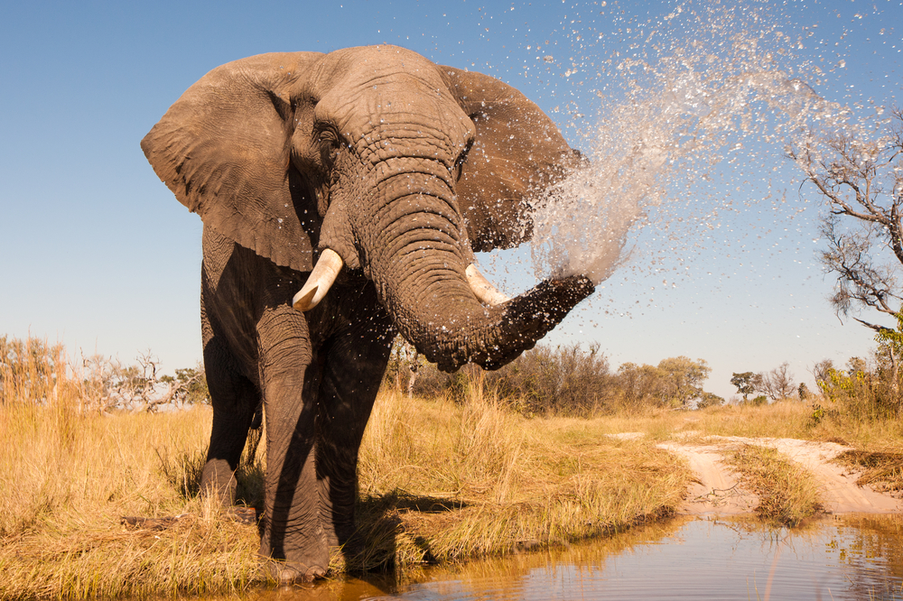 elephants