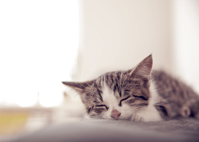 Interpretatie van een droom over kittens in een droom voor een alleenstaande vrouw, een getrouwde vrouw of een zwangere vrouw de poort