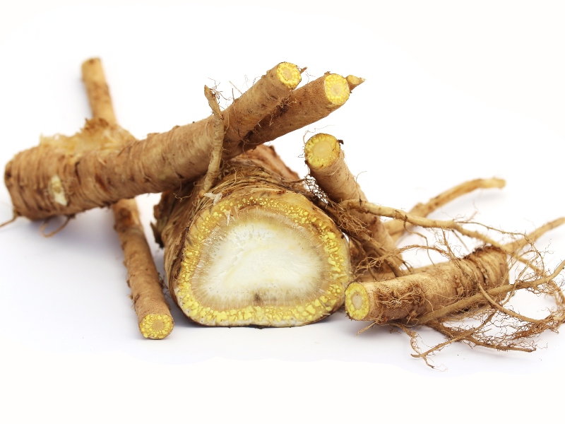 عشبة أنجليكا