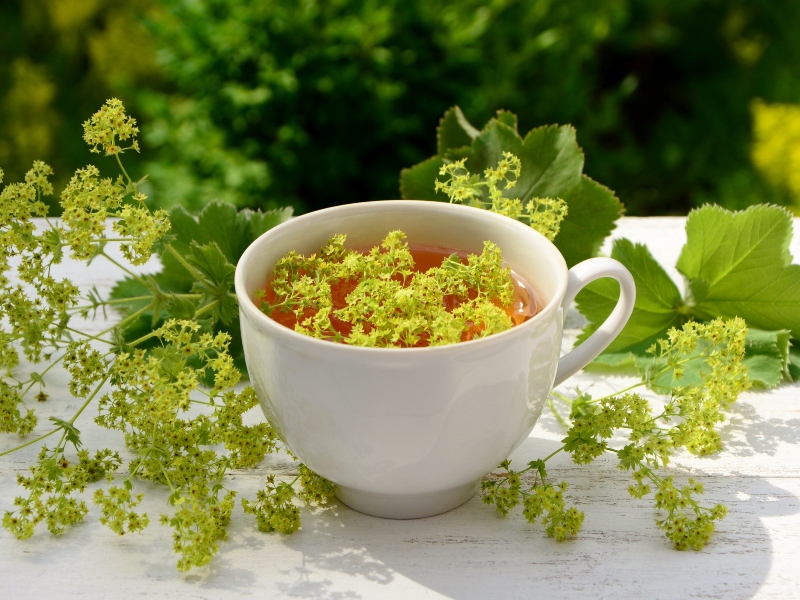 عشبة رجل الأسد