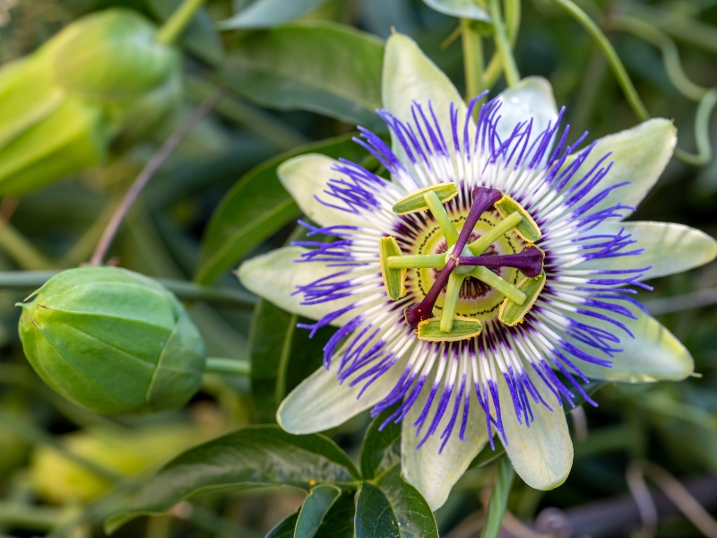 عشبة زهرة الآلام