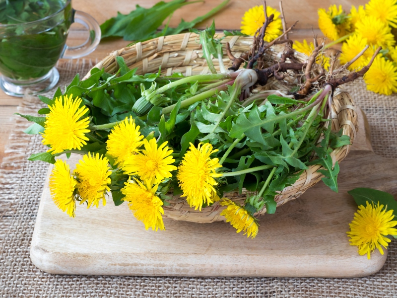 عشبة طرخشقون مخزني 