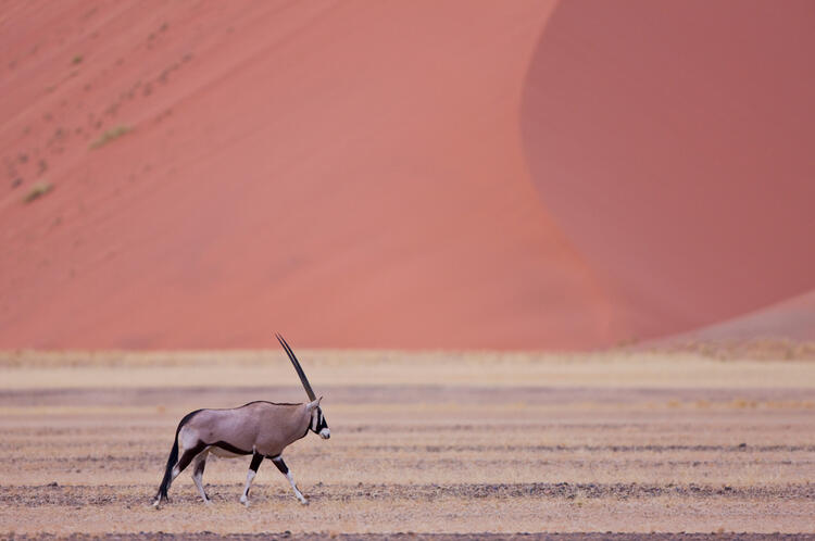 Saudi Arabia Using Wildlife to Restore Ecology