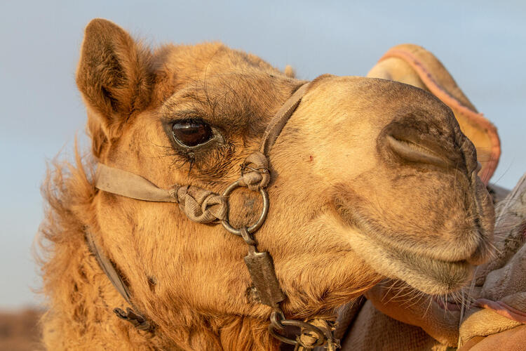 In Pictures: See Jordan's Top Tourist Destination Wadi Rum