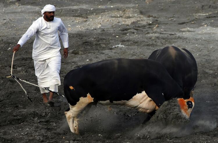 In Pictures: Cultural but Controversial UAE Bullfighting