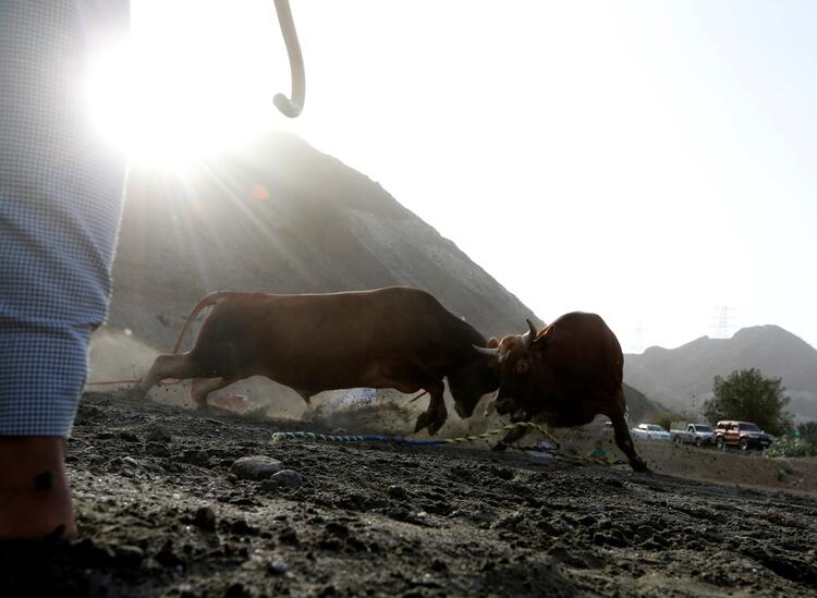 In Pictures: Cultural but Controversial UAE Bullfighting