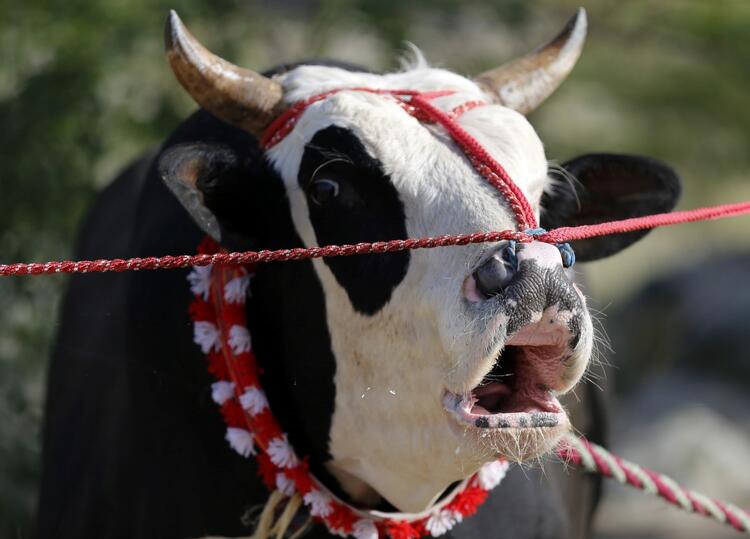 In Pictures: Cultural but Controversial UAE Bullfighting