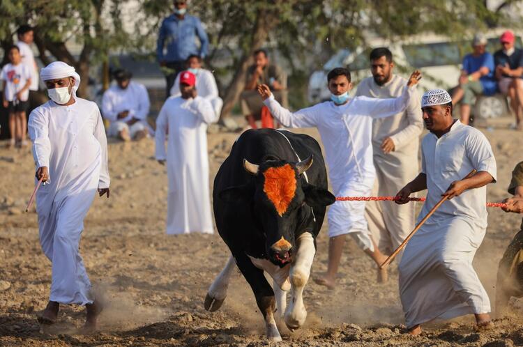 In Pictures: Cultural but Controversial UAE Bullfighting