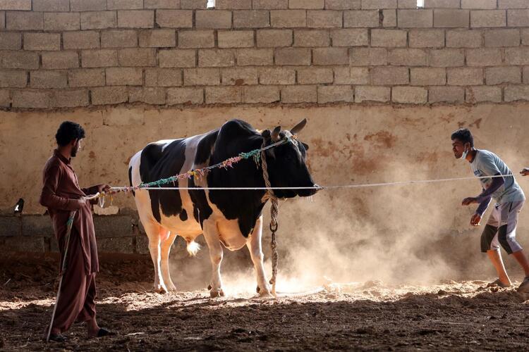 In Pictures: Cultural but Controversial UAE Bullfighting