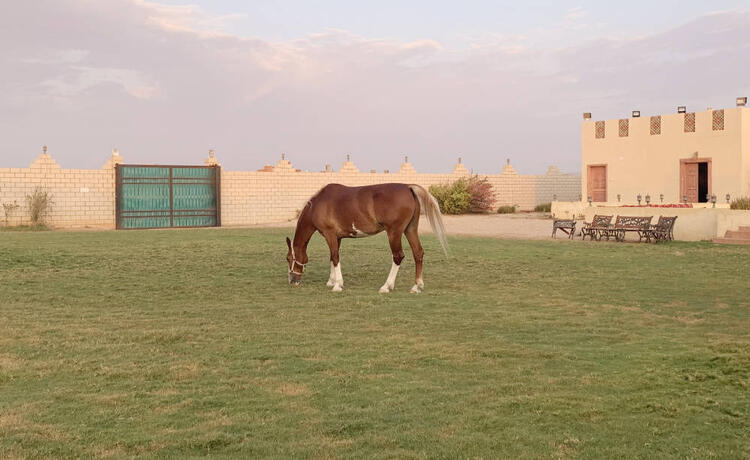 Young Saudi Rides to the Rescue of Neglected Racehorses