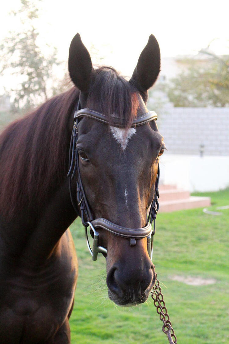 Young Saudi Rides to the Rescue of Neglected Racehorses