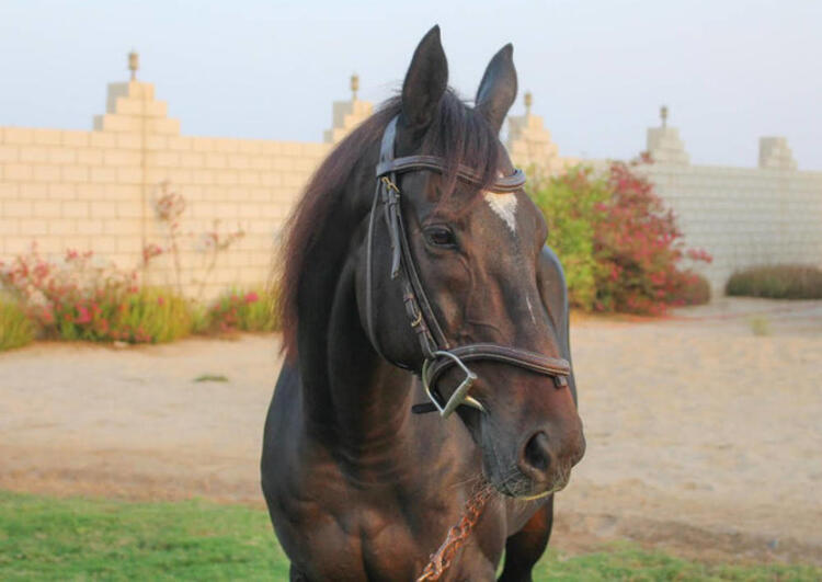 Young Saudi Rides to the Rescue of Neglected Racehorses