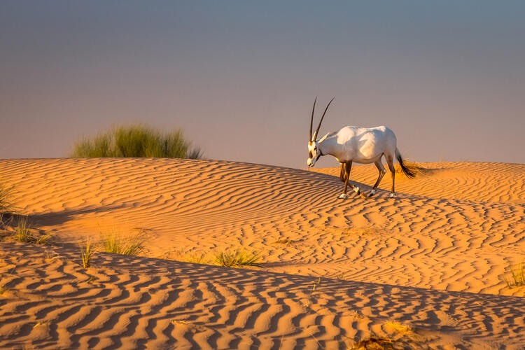 Must-See Middle East Nature Reserves