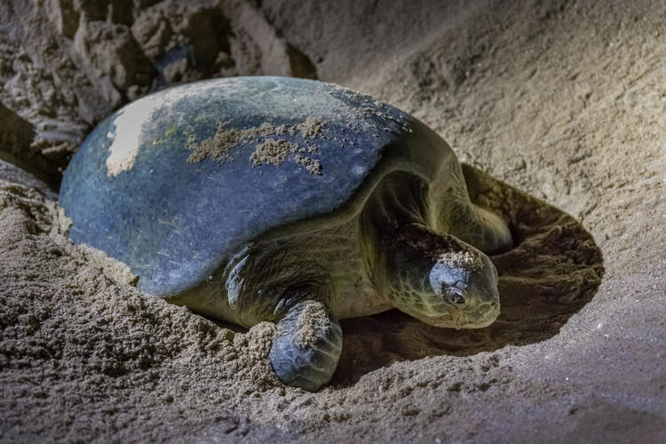 Must-See Middle East Nature Reserves