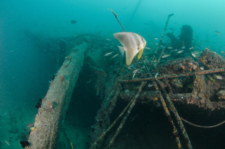 The Best Scuba Diving Spots in the Middle East