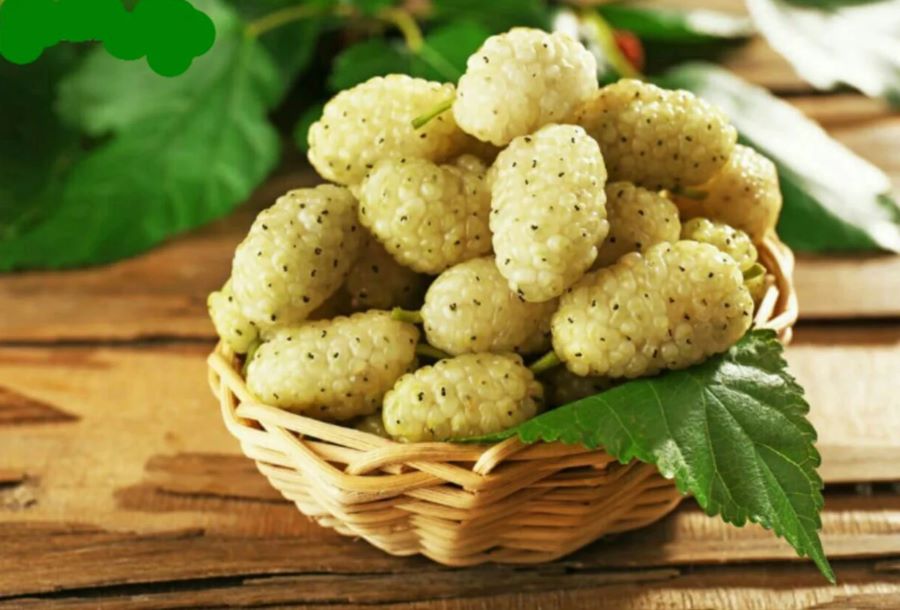 تفسير حلم أكل التوت الأبيض من الشجرة