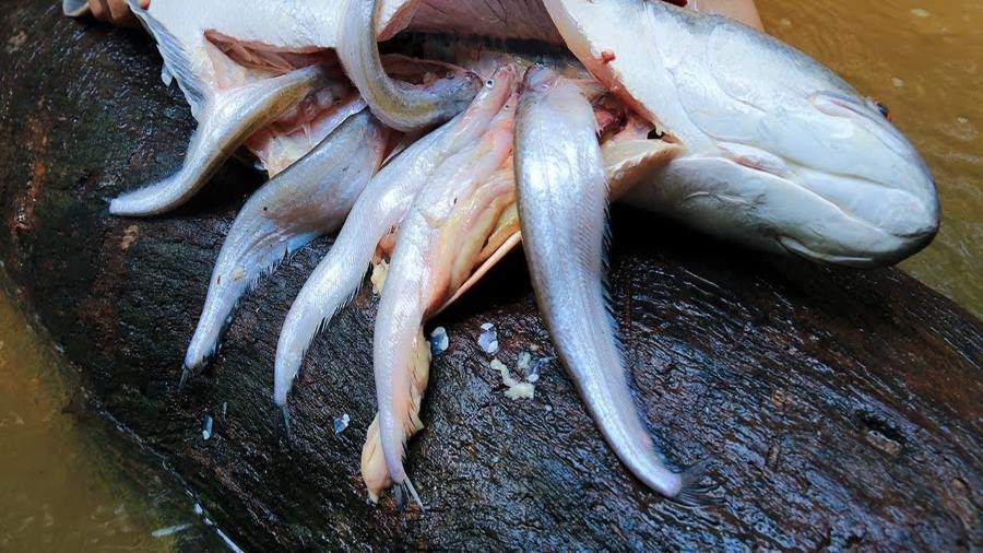 تفسير رؤية أحشاء السمك في المنام لابن سيرين