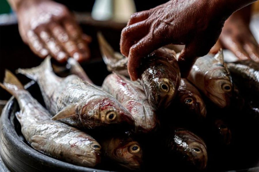 تفسير رؤية اكل السمك المملح في المنام