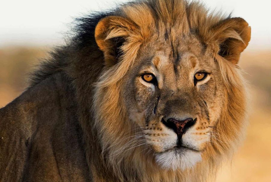 تفسير رؤية الأسد في المنام للمتزوجة داخل المنزل