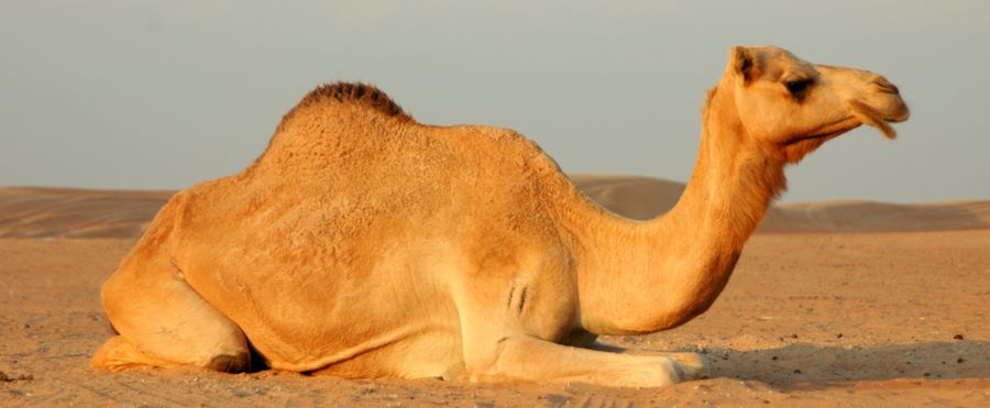 تفسير رؤية الخوف من الجمل في المنام للعزباء