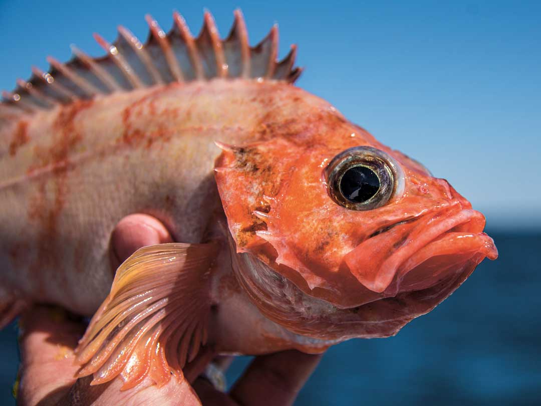 تفسير رؤية مسك السمك الاحمر في المنام