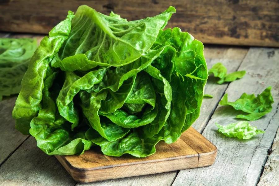 تفسير رؤية ورق الخس في المنام لابن سيرين
