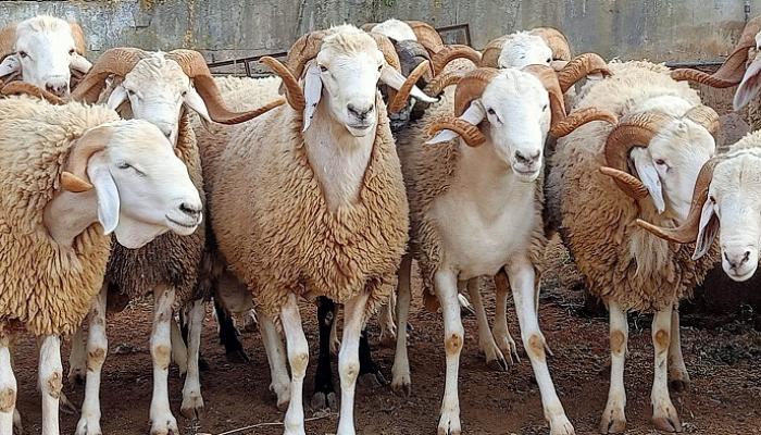 حظيرة إبراهيم عبد الله الحصيني لبيع الغنم