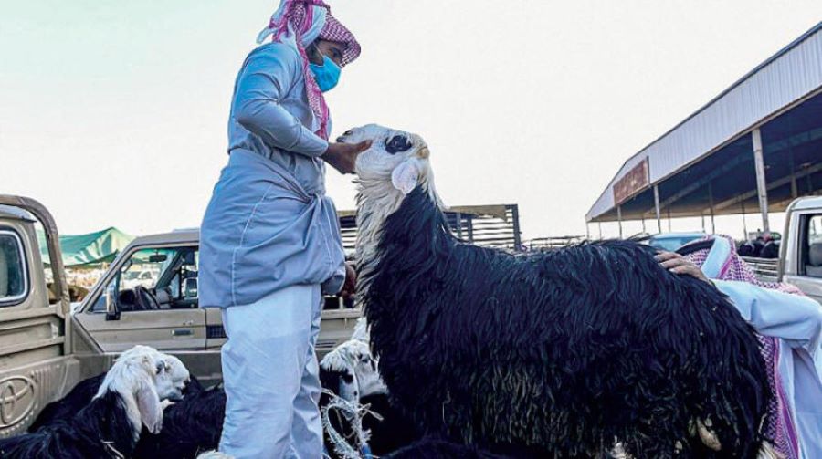 حلقة بيع الأغنام والمواشي بحي النخيل