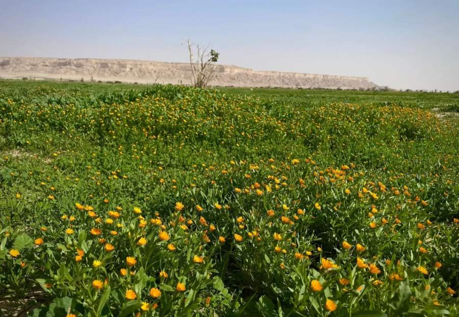روضة نورة