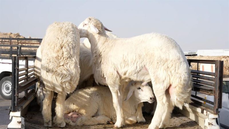 سوق السعادة