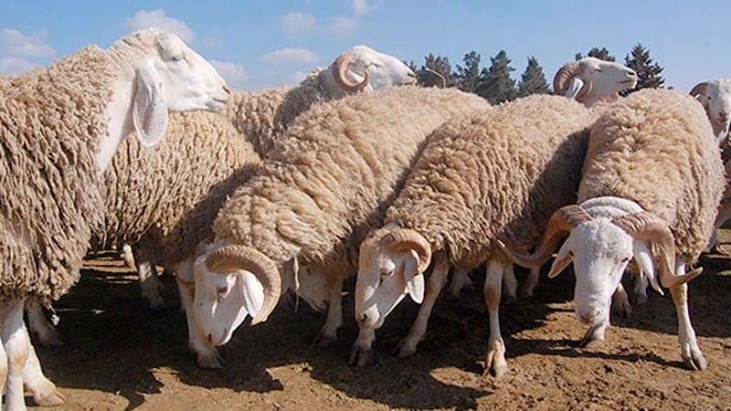 سوق الغنم المركزي في الجنوب