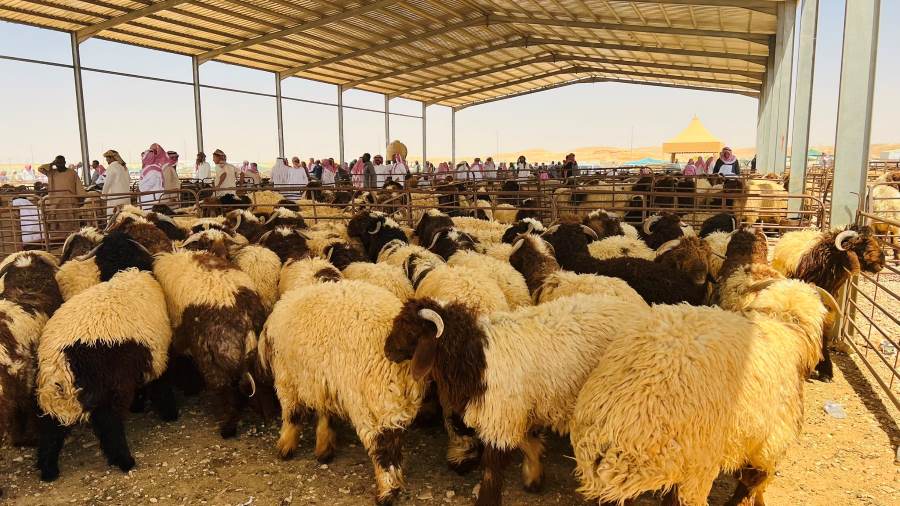 سوق الغنم والطيور الجديد بجدة الخمرة
