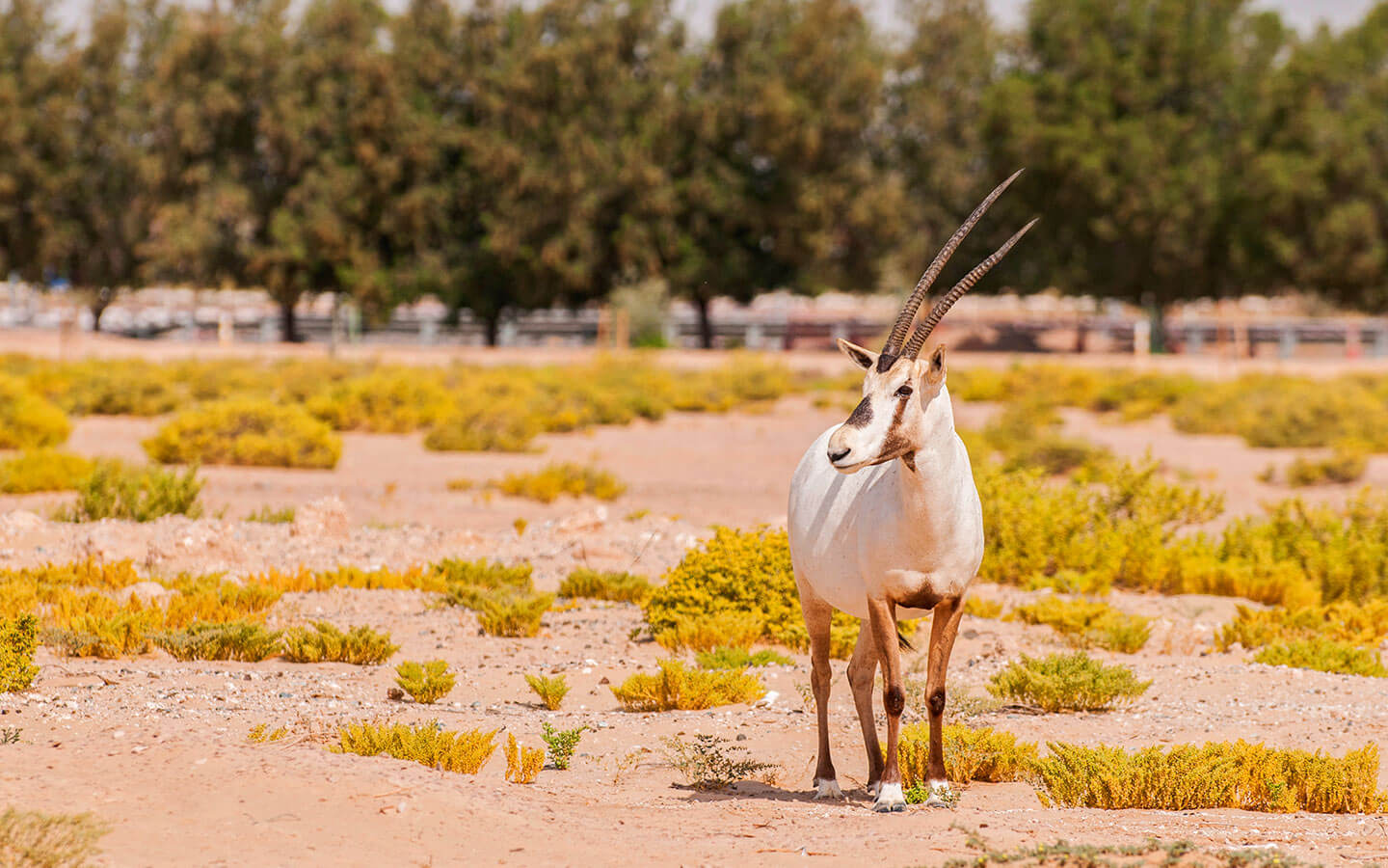 محمية دبي الصحراوية