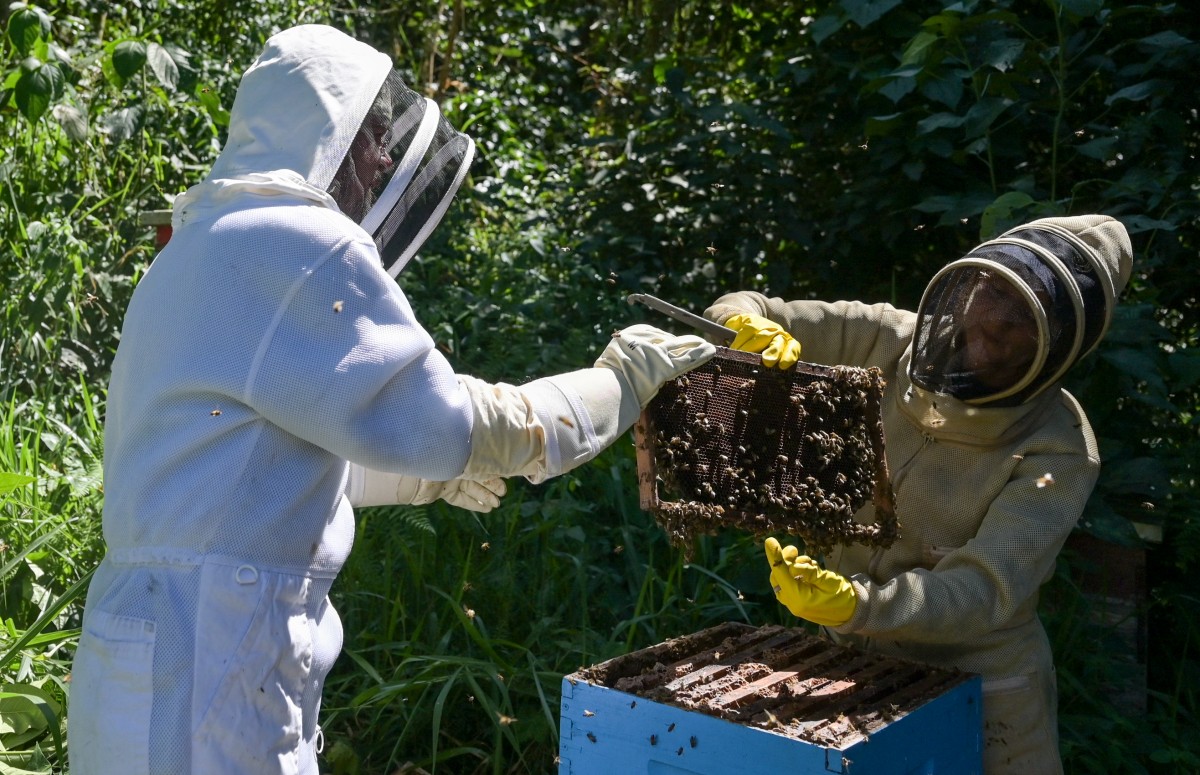bees