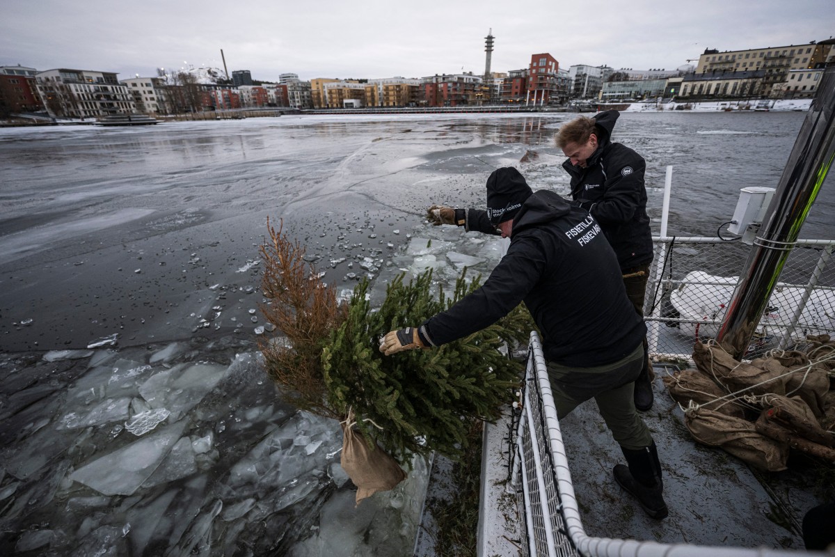 Christmas trees