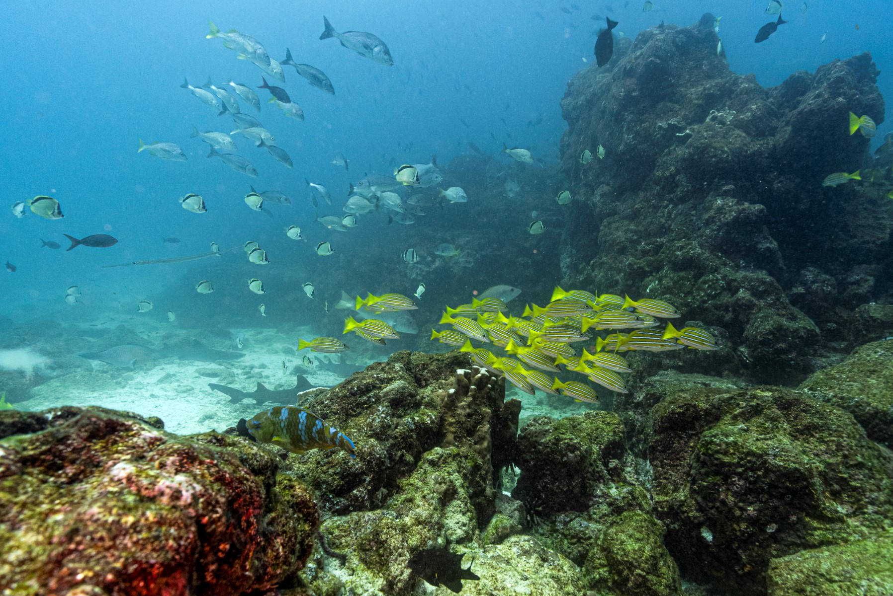 marine reserve