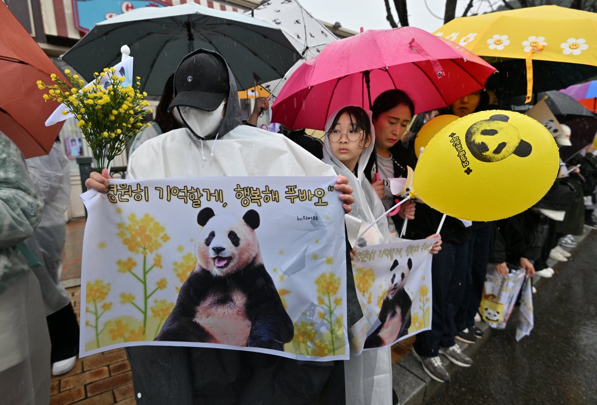 panda
