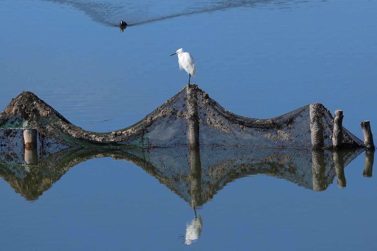 migratory birds